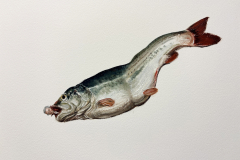 Huers Call 12x16 oil on paper