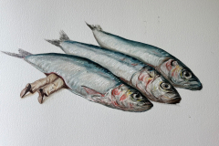 Pilchard 12x16 oil on paper